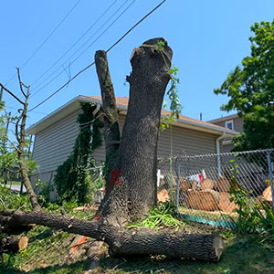 Tree Removal & Cutting