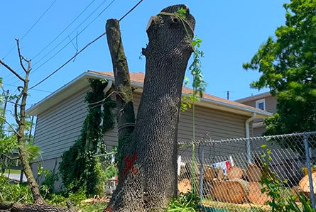 Tree Removal & Cutting